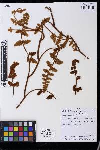Jamesonia aureonitens image