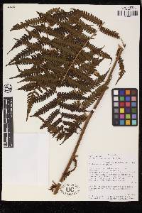 Cyathea pungens image