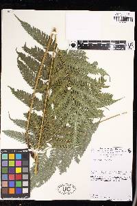 Pteris orizabae image