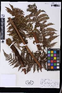 Dicksonia brackenridgei image