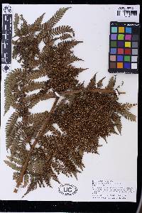 Dicksonia brackenridgei image