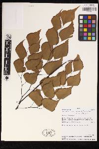 Adiantum anceps image