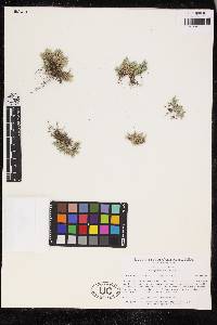 Selaginella asprella image