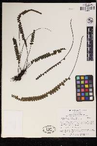 Lindsaea jamesonioides image