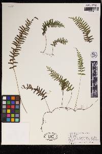 Lindsaea pickeringii image