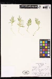 Selaginella ramosissima image
