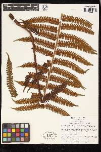 Cyathea bipinnatifida image