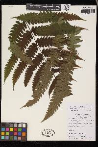 Cyathea grandifolia image