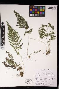 Dennstaedtia hirsuta image