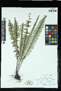 Lindsaea divergens image