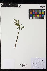 Botrychium lanceolatum subsp. angustisegmentum image