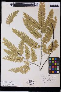 Adiantum polyphyllum image