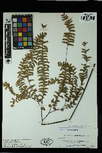 Adiantum aleuticum image