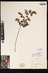 Adiantum raddianum image