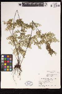 Adiantum raddianum image