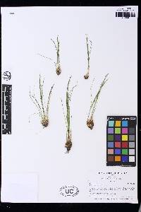 Isoetes nuttallii image