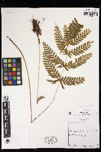 Pteris paucinervata image