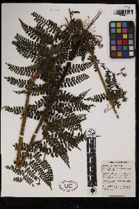 Dennstaedtia cornuta image