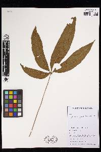 Syngramma quinata image