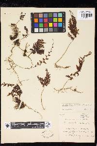 Hymenophyllum fuscum image