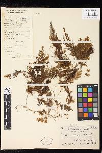 Hymenophyllum pallidum image