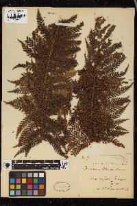 Dicksonia blumei image