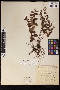 Adiantum soboliferum image