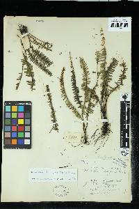 Lindsaea divergens image