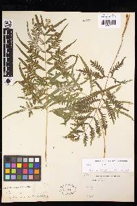 Pteris otaria image