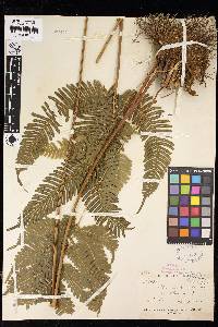 Pteris blumeana image