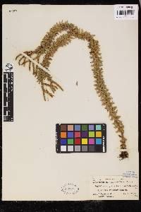 Phlegmariurus phyllanthus image