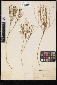 Psilotum nudum image