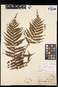 Cyathea tenera image