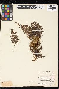 Hymenophyllum badium image