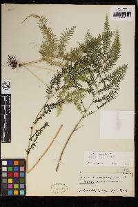 Lindsaea tenuifolia image