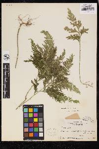 Selaginella distans image