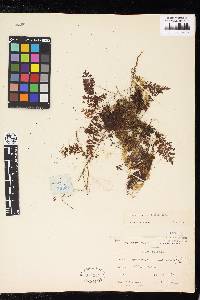 Hymenophyllum serrulatum image