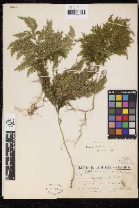 Selaginella firmuloides image