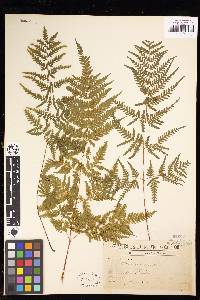 Pteris tremula image