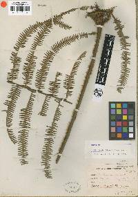 Diplopterygium chinensis image