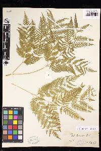 Pteris buchananii image