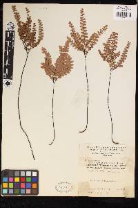 Adiantum flabellulatum image