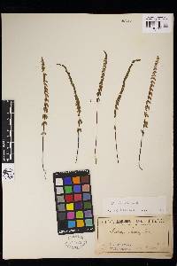 Lindsaea linearis image