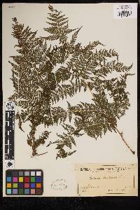 Dennstaedtia davallioides image