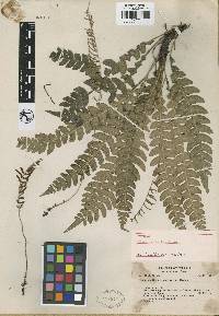 Austroblechnum lehmannii image