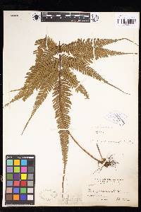 Pteris blumeana image