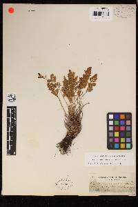 Cryptogramma acrostichoides image