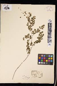 Adiantum aethiopicum image