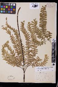 Adiantum aleuticum image