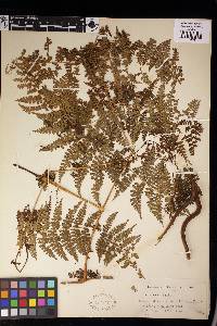 Dennstaedtia scandens image